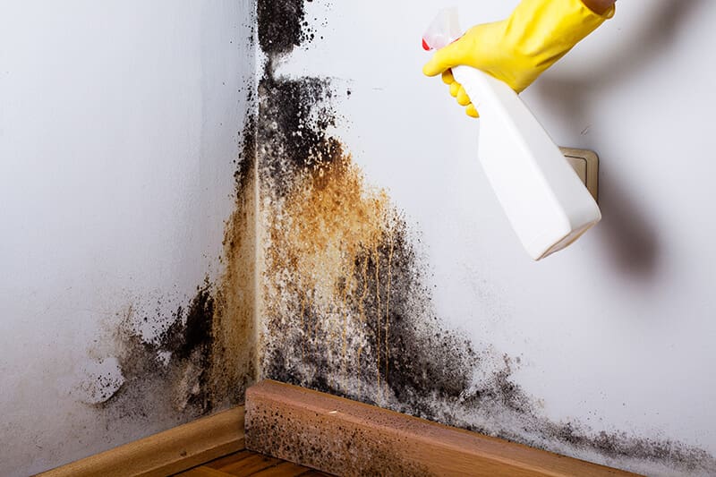 For 24/7 mold remediation in Quincy