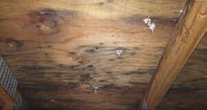 Attic Mold due to Water Damage