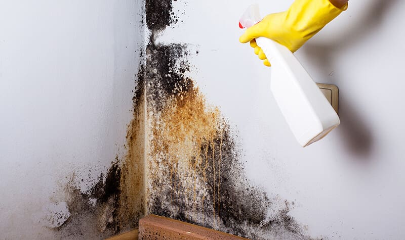 For 24/7 Mold Remediation Service in Garland